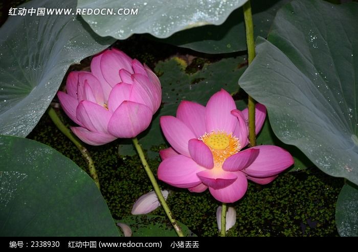 �������޵ĺɻ�ͼƬ