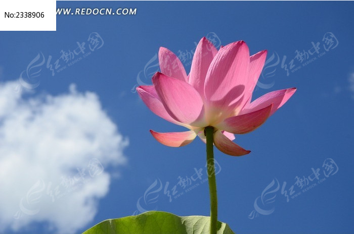 �ҷ��ķ�ɫ�ɻ�ͼƬ