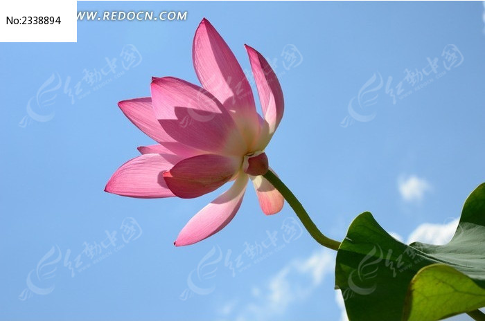 ��Զ����ĺɻ�ͼƬ