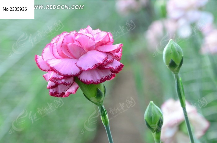 ���޵ķ�ɫ�Ŀ���ܰͼƬ