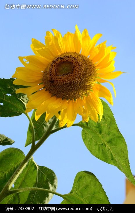 ʢ�������տ�ͼƬ