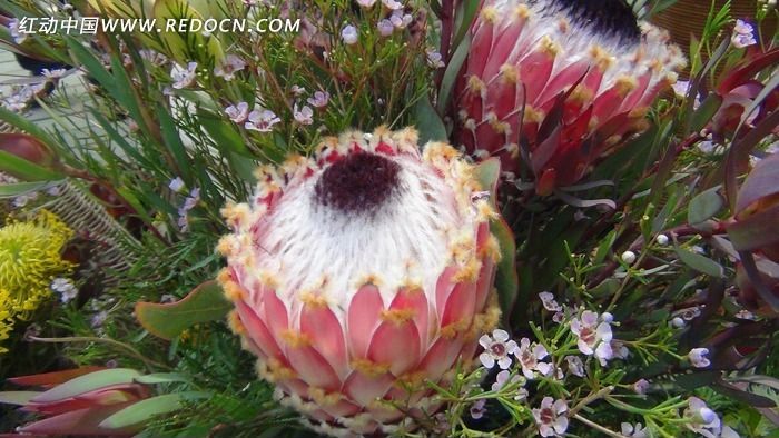 ��ɫ������