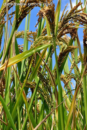 ˮ������ͼƬ