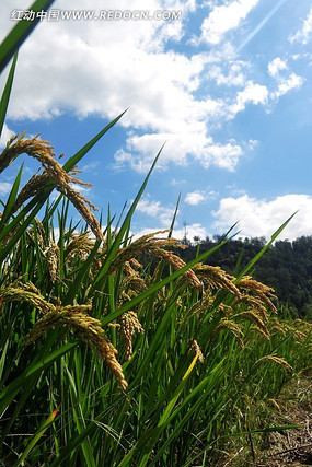 �����µ���