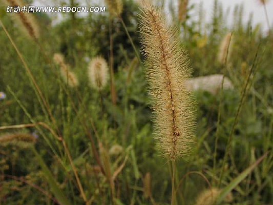 ��ʢ��С��