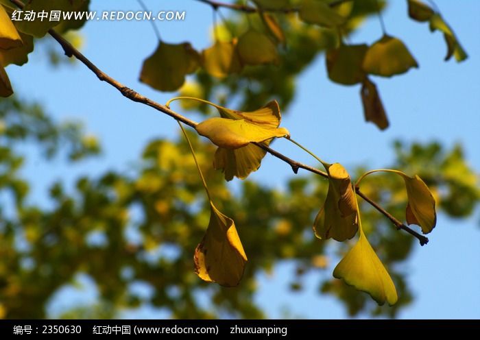 һ֧����Ҷ��֦ͼƬ