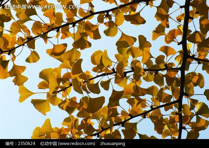 ��ɫ����ҶͼƬ