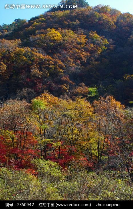 ��ʯ��ɭ���ﾰͼƬ