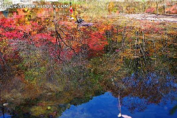 ��Ҷ����