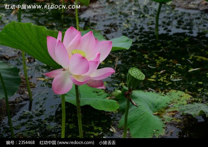 �����ķ�ɫ�ɻ�ͼƬ