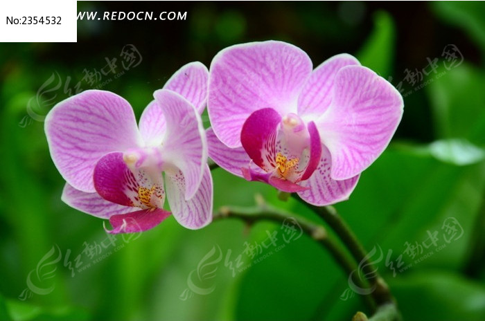 ��ɫ������ͼƬ