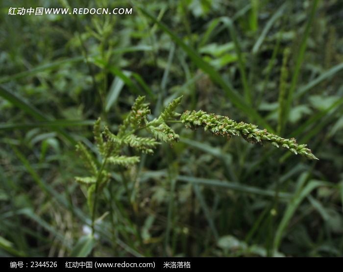 野草