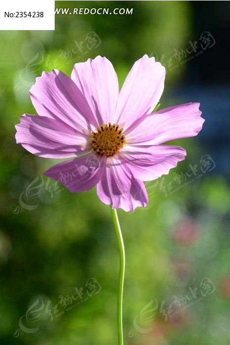 ��ɫ��˹�ջ���ͼƬ