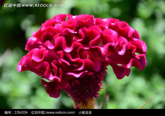 �ʺ켦�ڻ�����ͼƬ