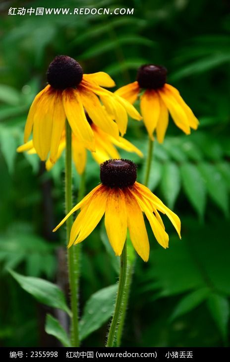 ���Ž��ص��ɹ���ͼƬ