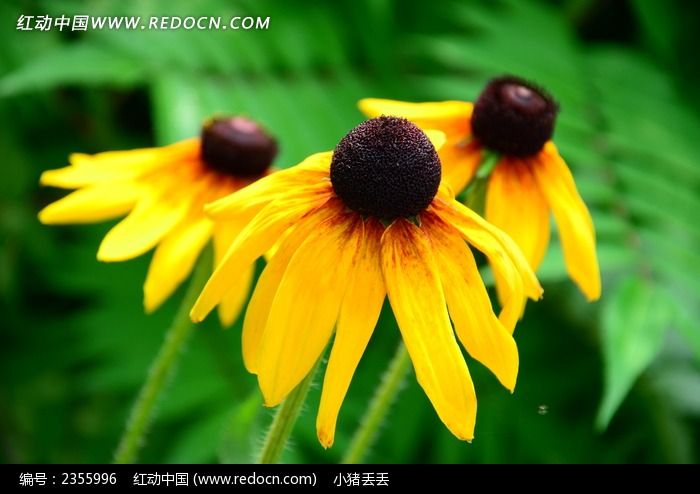 ������Ŀ���ɹ���ͼƬ