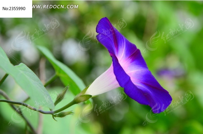 ���޵���ɫǣţ��ͼƬ