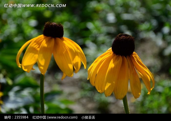 �������޵��ɹ���ͼƬ