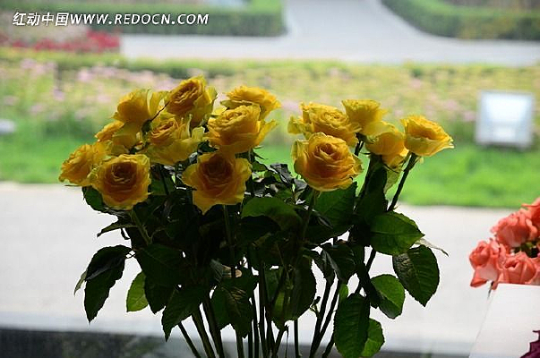 һ����ɫõ�廨