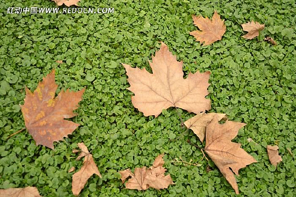 �ݵ��Ϻ��Ҷ