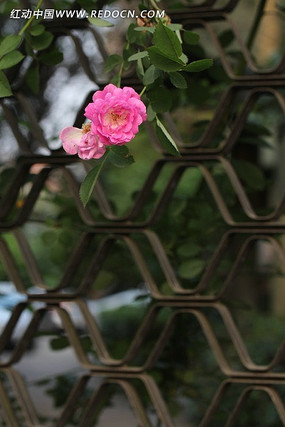 ��ɫ����