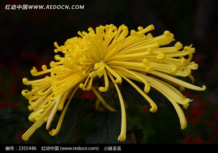 ŭ�ŵĻ�ɫ�ջ�ͼƬ