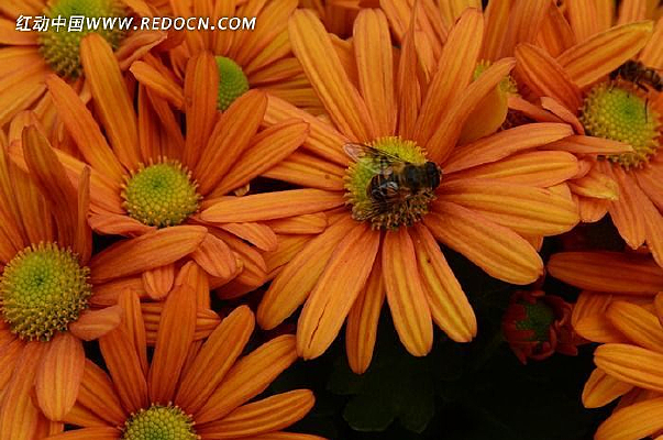 �ջ���С�۷�