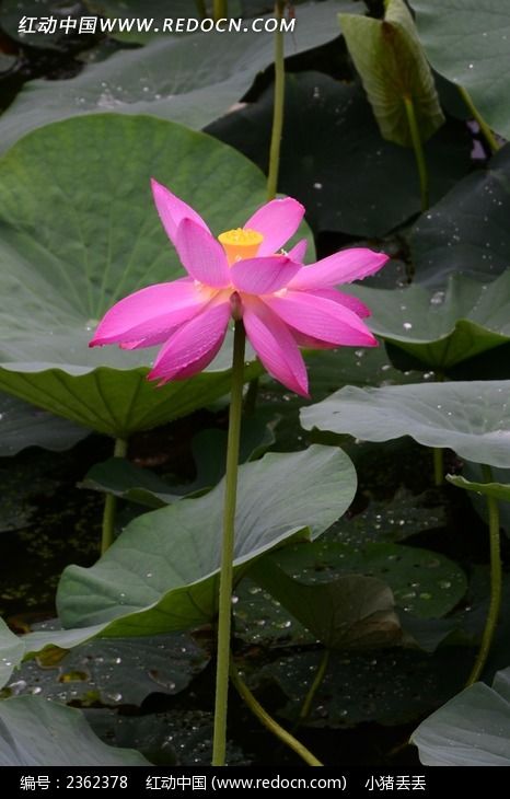 һ֧����ķ�ɫ�ɻ�ͼƬ