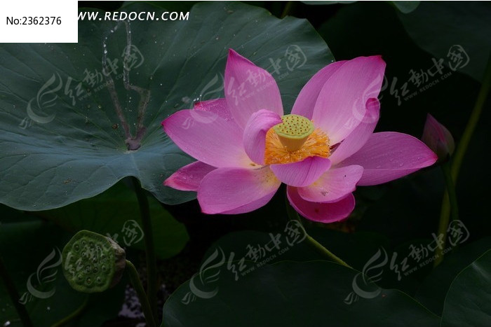  �����ķ�ɫ�ɻ�ͼƬ