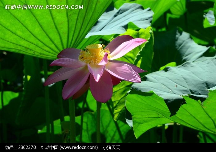 ���޵ĺɻ�ͼƬ