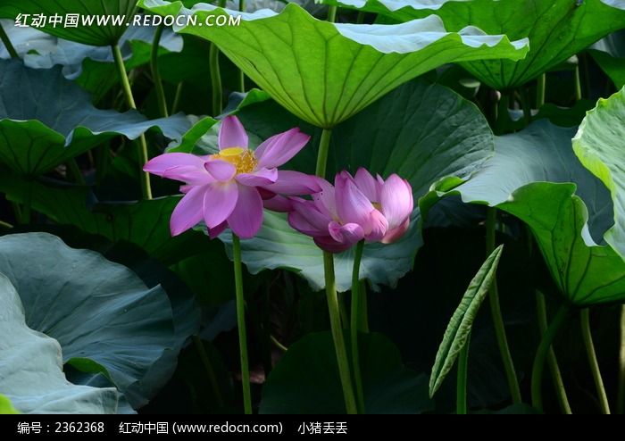 ���䶷�޵ĺɻ�ͼƬ