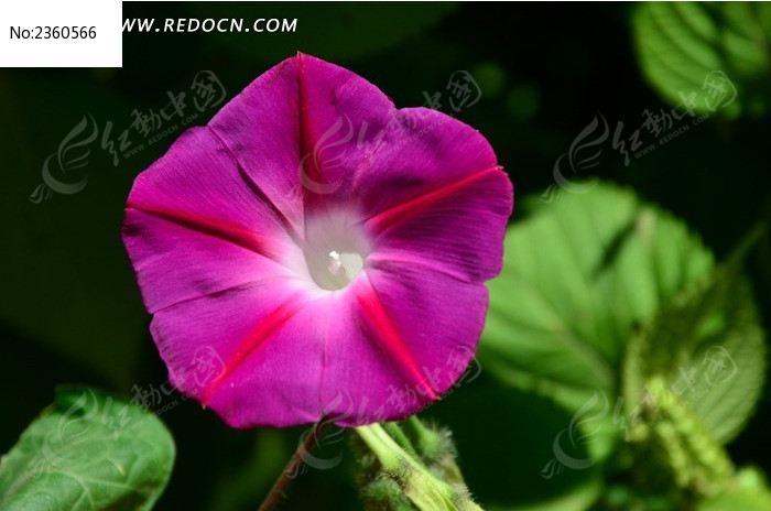 ���޵���ɫǣţ��ͼƬ