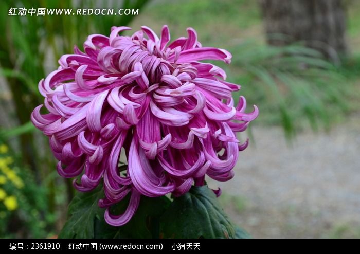 ��ȶ��˵ķ�ɫ�ջ�ͼƬ