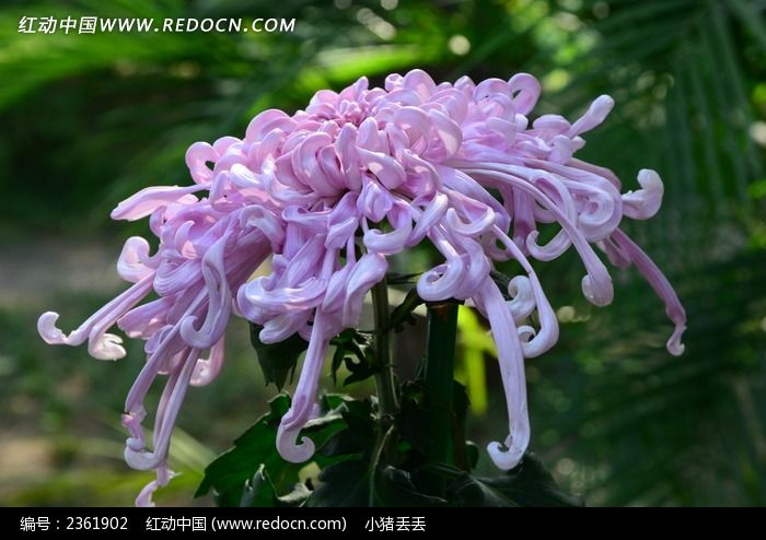 �������˷�ɫ�ջ�ͼƬ