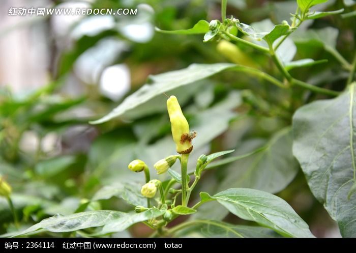 ũ��������ͼƬ