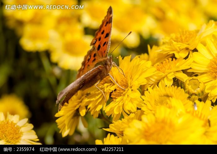 ����չ��ĺ���ͼƬ