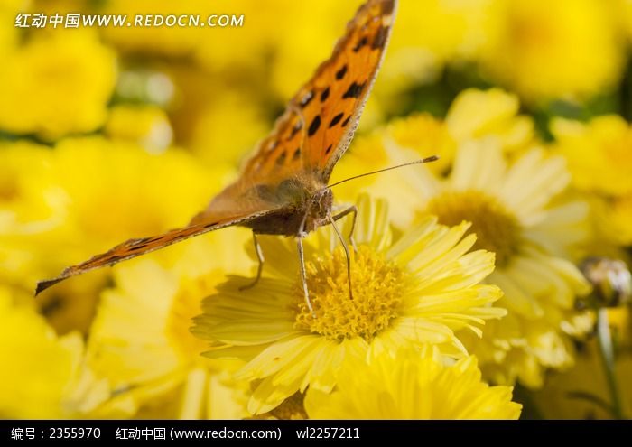 �����ϵĻ�����ͼƬ