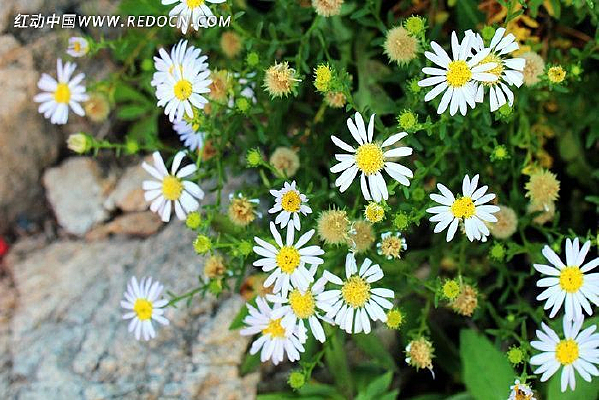 ��ɫ�ջ���