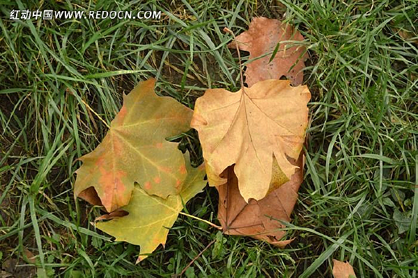 ��ҶҶ��Ҷ��