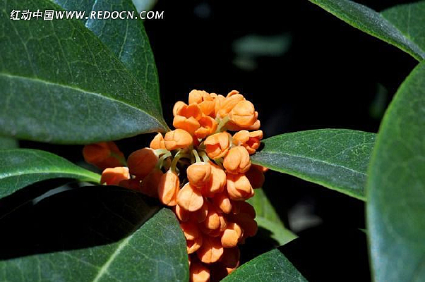 ������ӰͼƬ