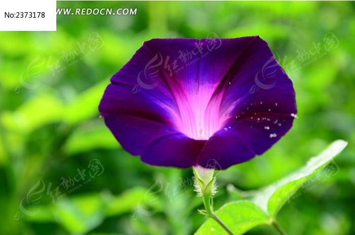 ��ɫʢ�������Ȼ�ͼƬ