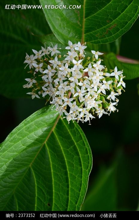 һ�Ž�׵�������ͼƬ