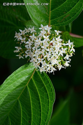 ʢ����������