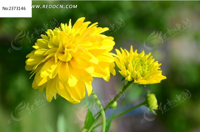 ���޵Ļ�ɫ������ͼƬ