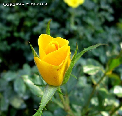 ��ɫ�������ŵĻ�