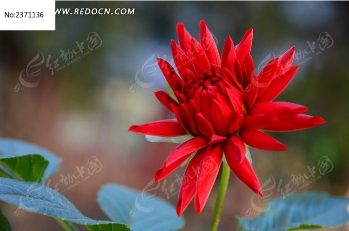 ���޵ĺ�ɫ������ͼƬ