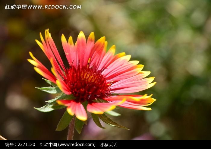 ʢ���ĺ�ɫ���˾�ͼƬ