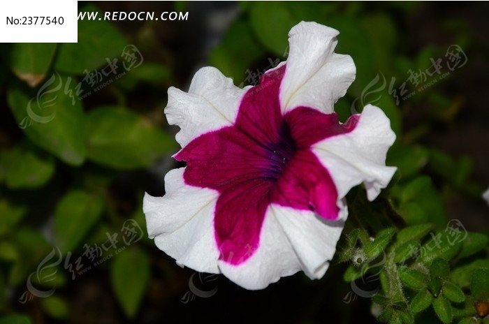 ���������Ȼ�ͼƬ