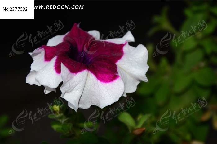 ���ŵ����Ȼ�ͼƬ