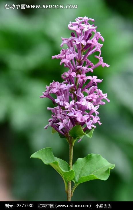 �����Ķ��㻨ͼƬ